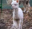 Запознайте се с бебето Инди – новата алпака в зоопарка!